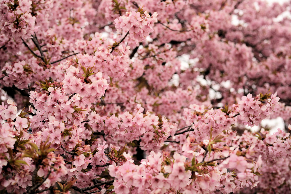 戸川公園の河津桜