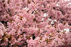 戸川公園の河津桜