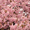 戸川公園の河津桜