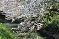 笹張川の桜