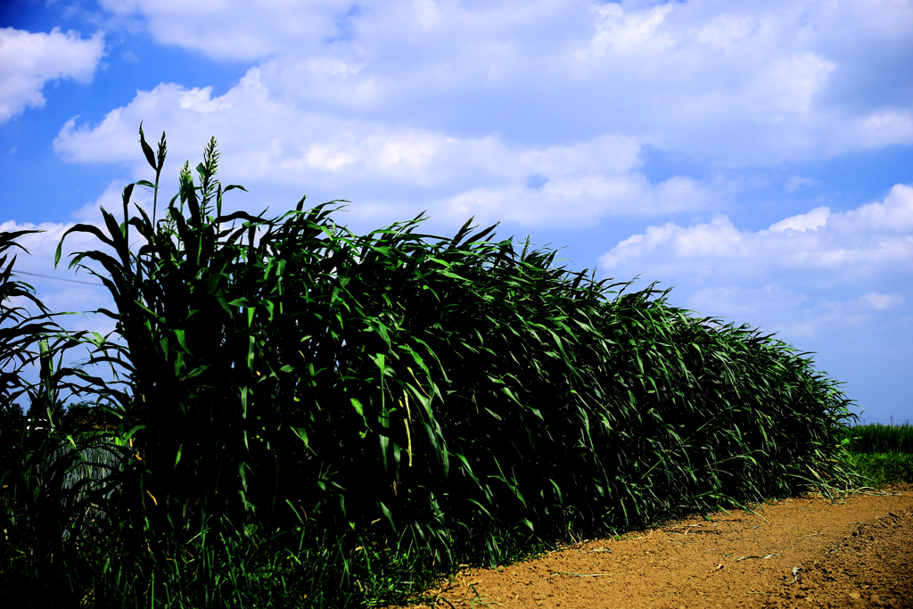 一列だけのトウモロコシ畑