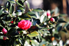 サザンカ（山茶花）の花と蕾