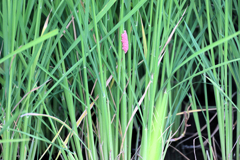 ジャンボタニシの卵