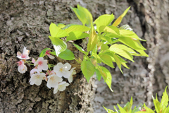 幹に咲く桜