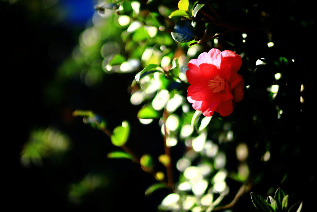 眩しさから逃れる山茶花