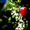 眩しさから逃れる山茶花