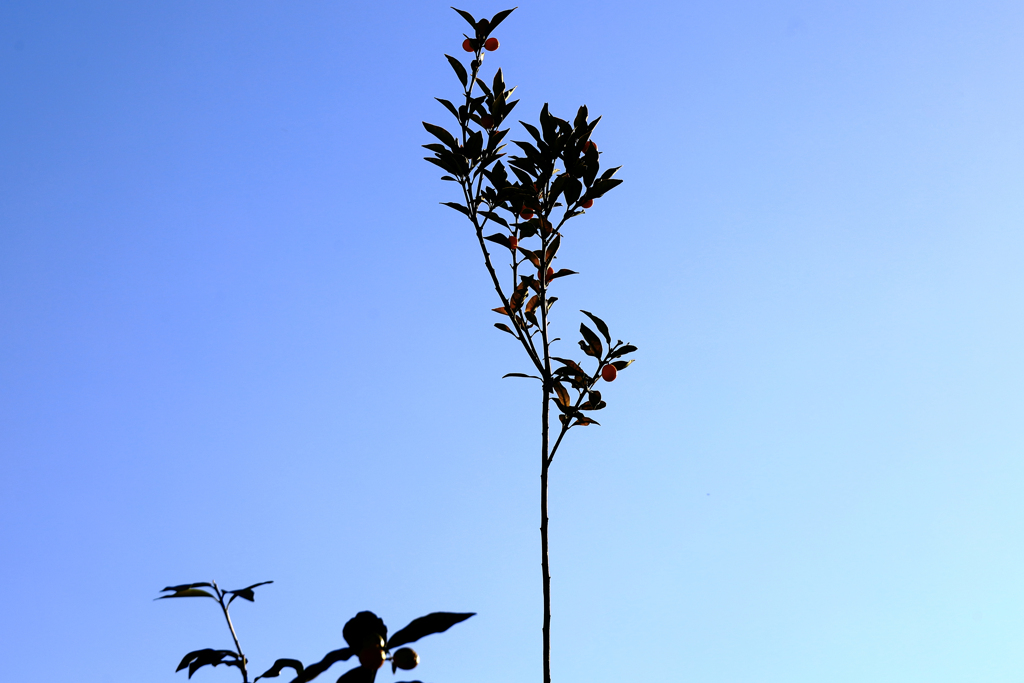 剪定した金柑の枝