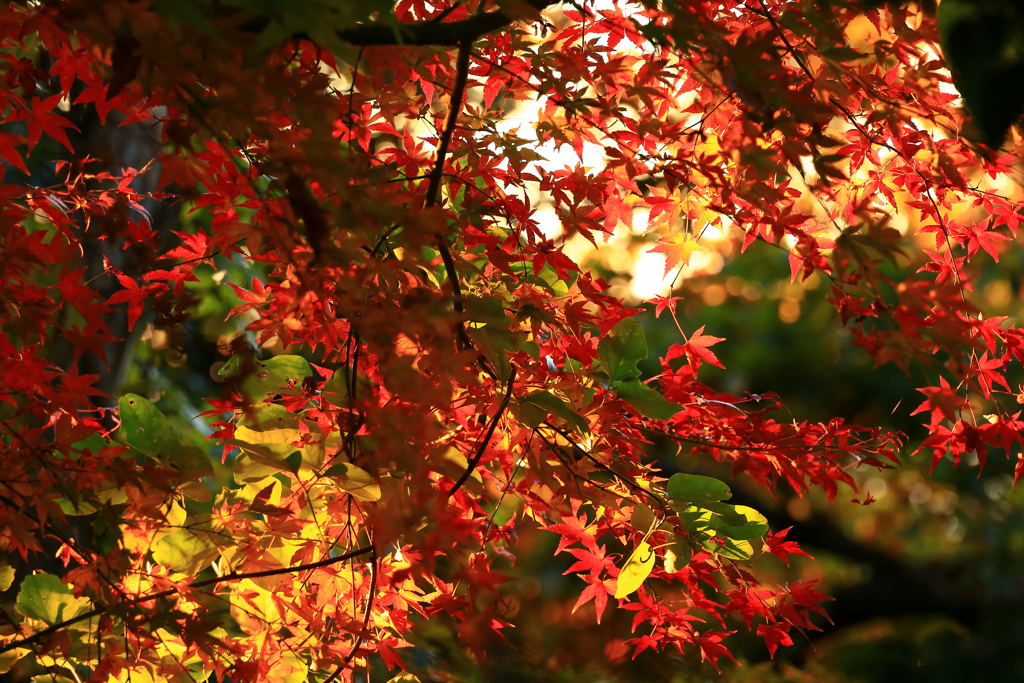 紅葉の残り香