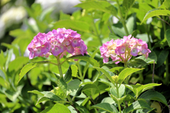 紫陽花畑