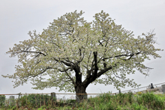 鎌倉霊園近くの一本桜。