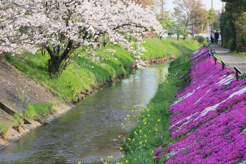 渋田川の芝桜