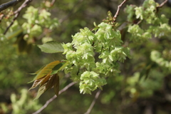 御衣黄桜