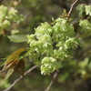 御衣黄桜