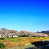 水無川と桜