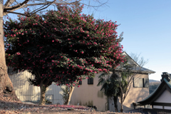 西日を浴びる山茶花