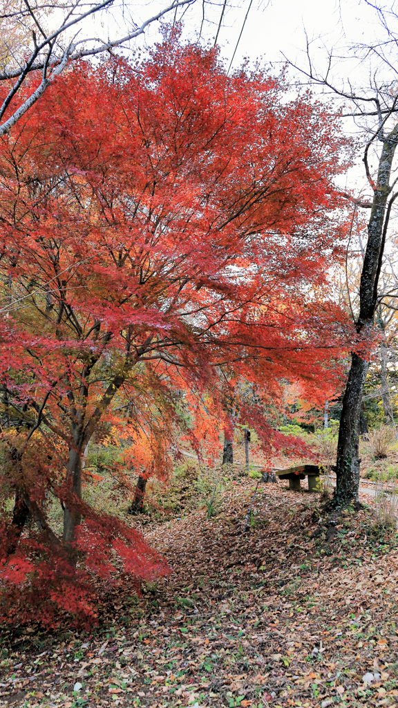 紅葉一人