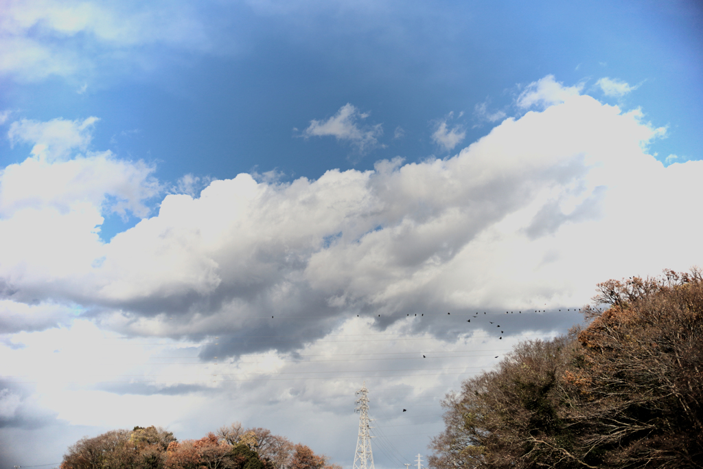 一休みするカラス