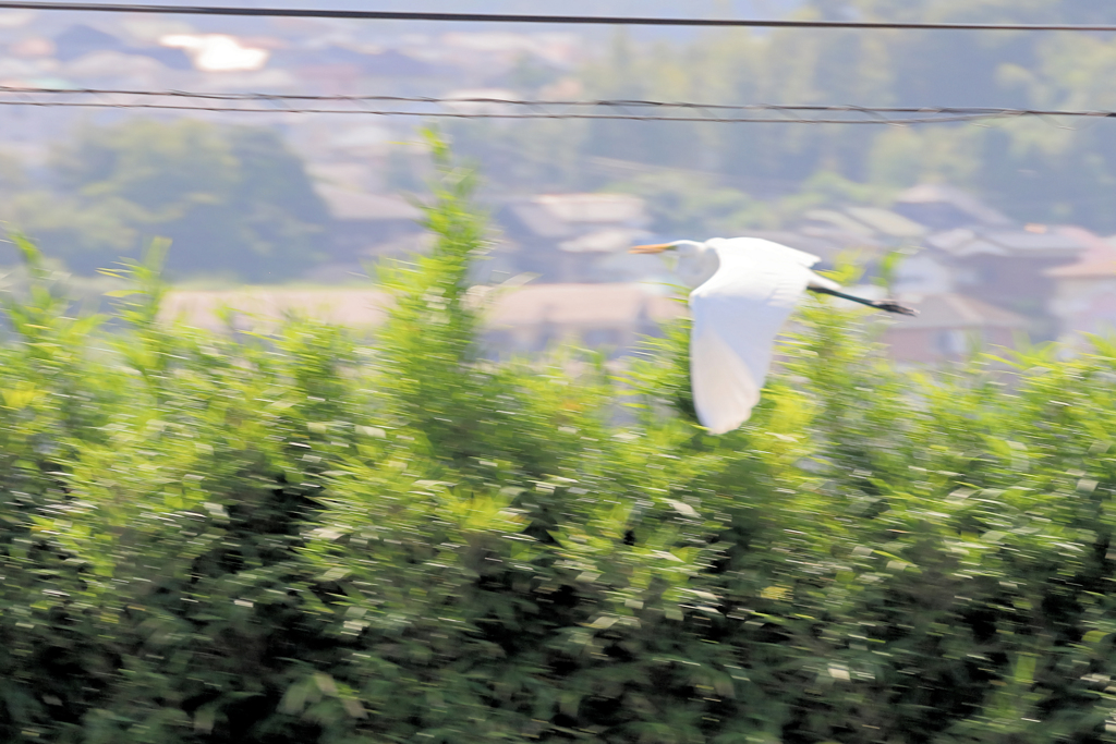 追いかけてサギ