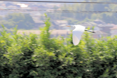 追いかけてサギ