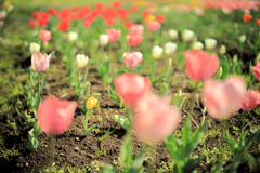 戸川公園のチューリップ畑