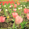 戸川公園のチューリップ畑