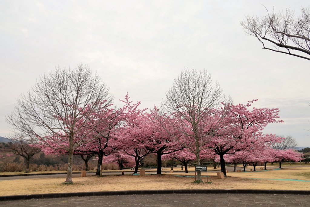 戸川公園の河津桜