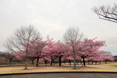 戸川公園の河津桜