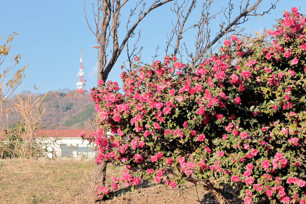 山茶花と湘南平のテレビ塔