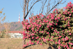 山茶花と湘南平のテレビ塔