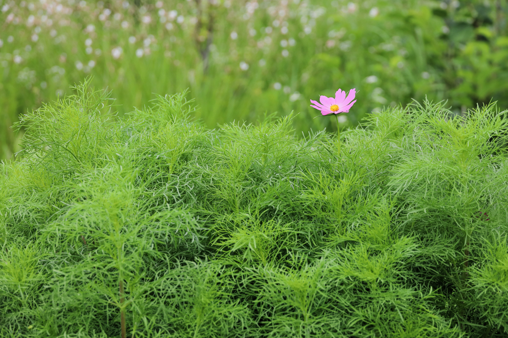 芽生え