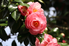 垣根の椿　八重