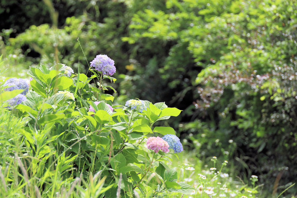野に咲く紫陽花
