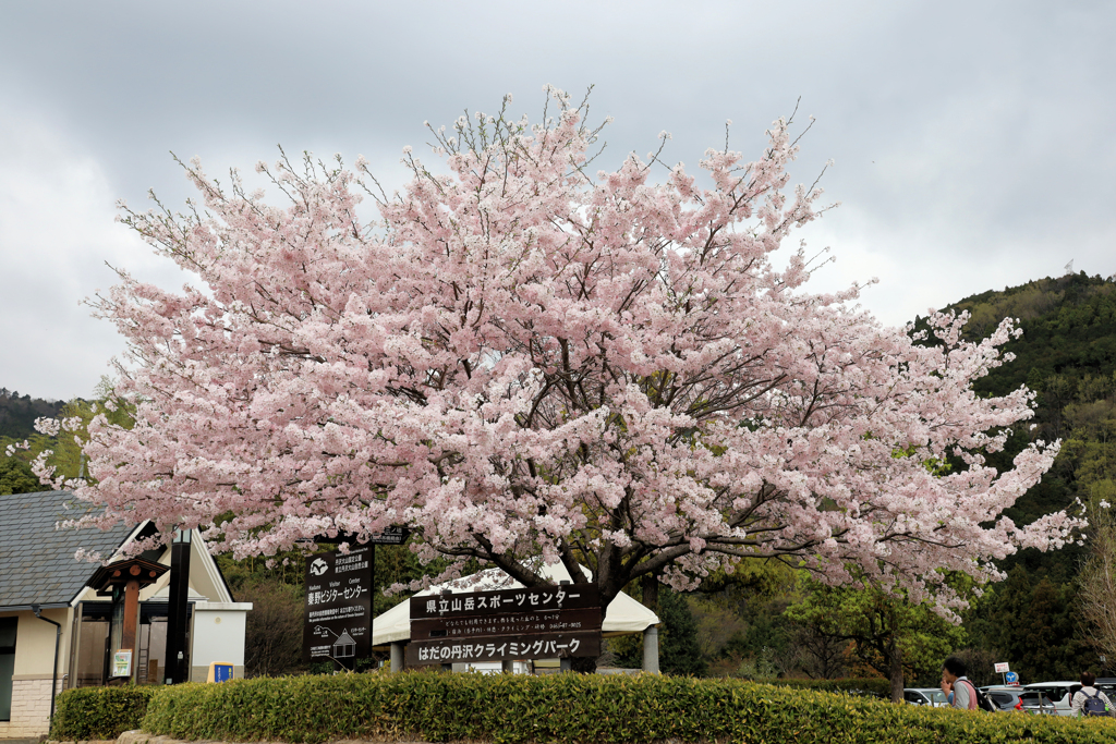 秦野戸川公園