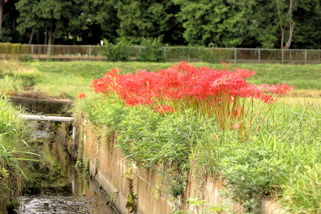 水路と曼珠沙華