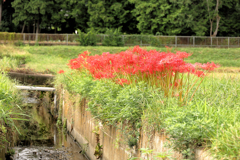水路と曼珠沙華
