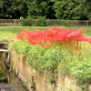 水路と曼珠沙華