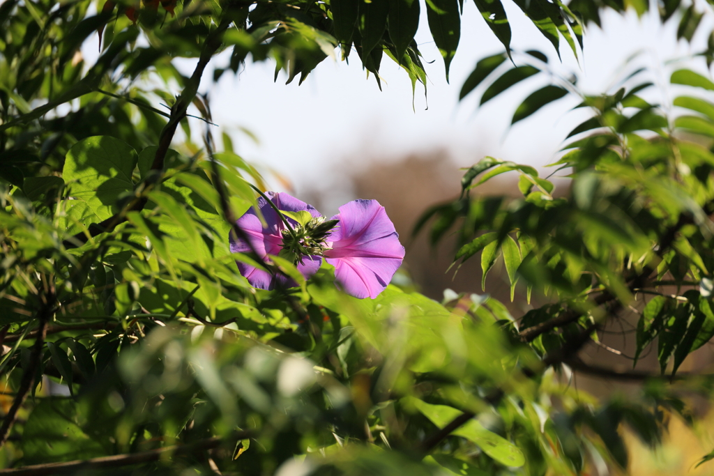 琉球朝顔（ノアサガオ）