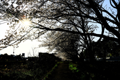 川沿いに咲く桜