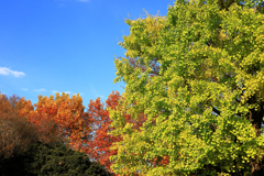 昭和記念公園の紅葉