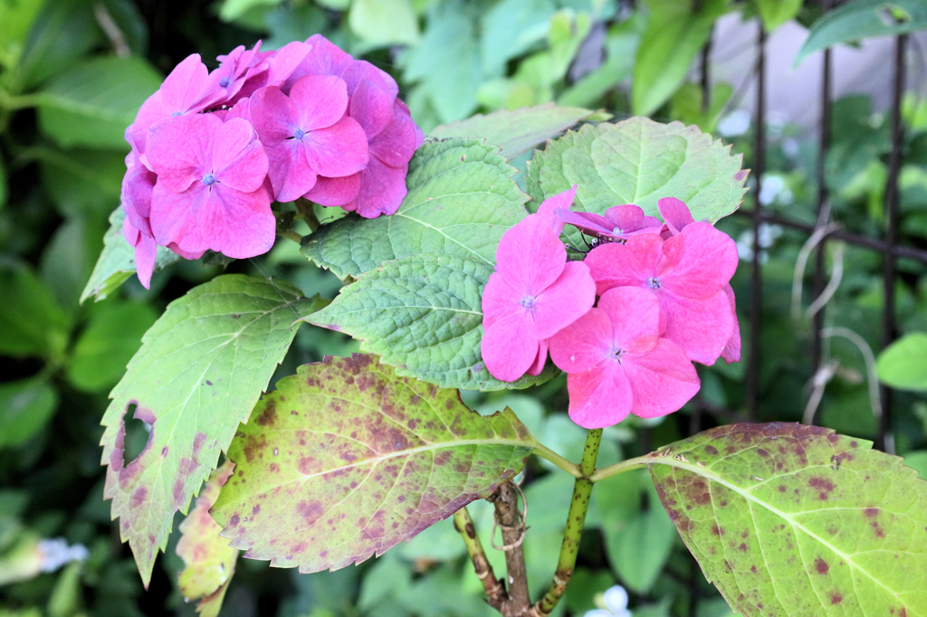 今年最後の紫陽花