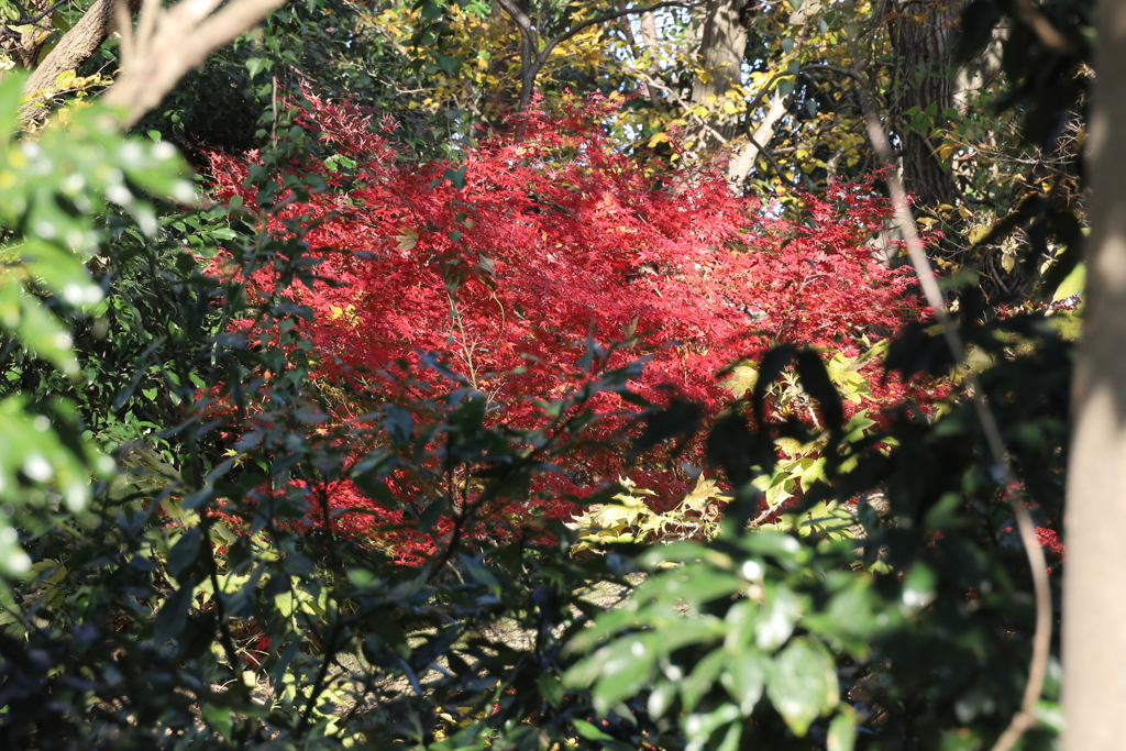 誰にも気が付かれない紅葉