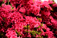 見つめ合うサツキ