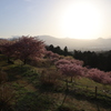 河津桜と夕暮れ