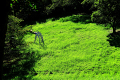 誰もいない公園