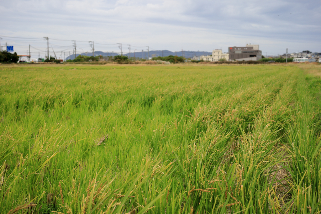 見渡す限りひこばえ