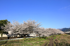 水無川沿いの桜