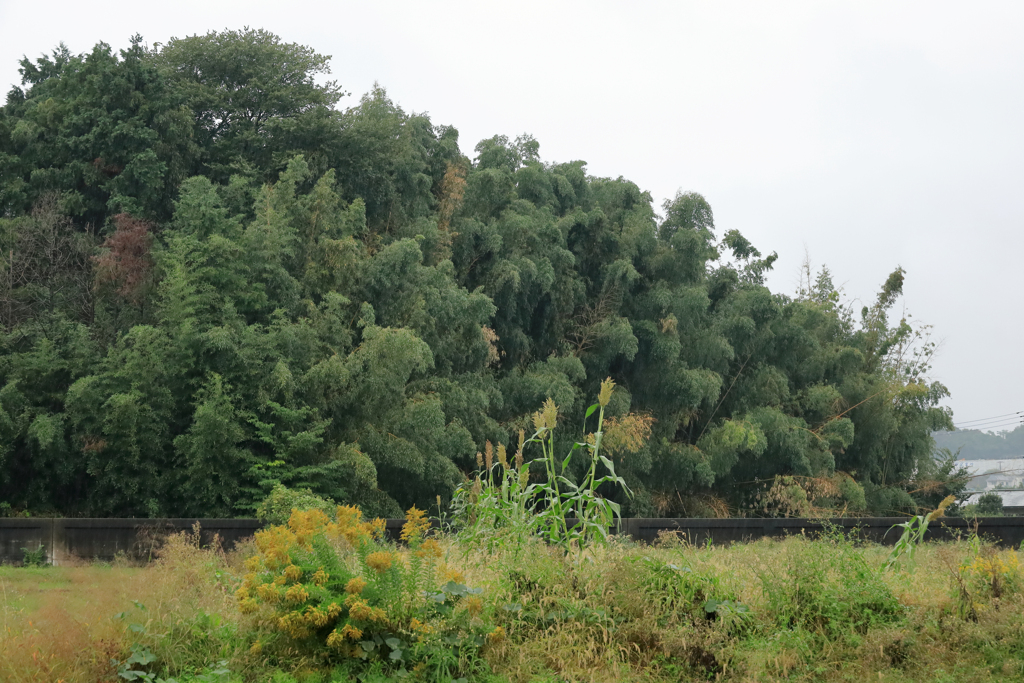 通りすがりの風景