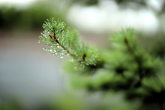 雨の松