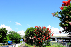 真夏の百日紅