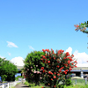 真夏の百日紅